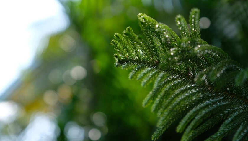 gros plan sur une plante d'un arbre