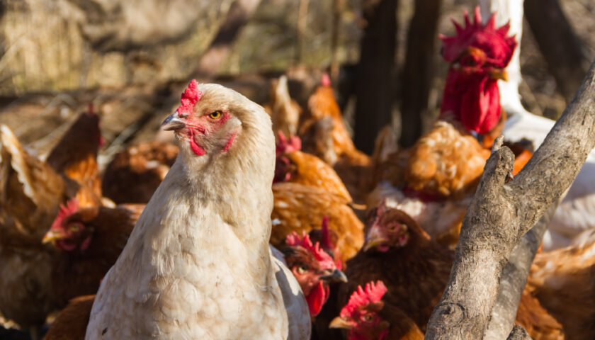 des poules en liberté
